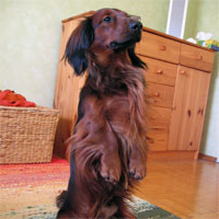 dog begging